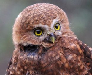 Andean Pygmy Owl