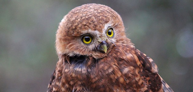 Andean Pygmy Owl