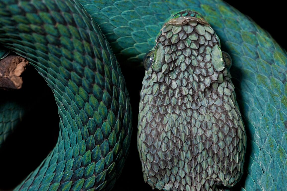 Pit Viper from Sierra Caral