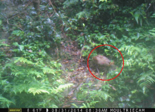 elusive-deer-laos