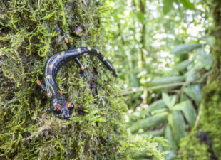 salamanders-of-the-cuchumatanes