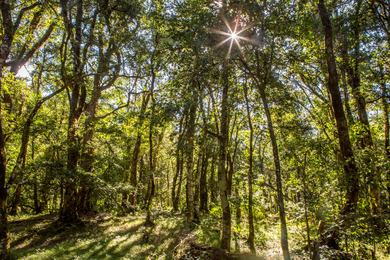 Ankaratra forest