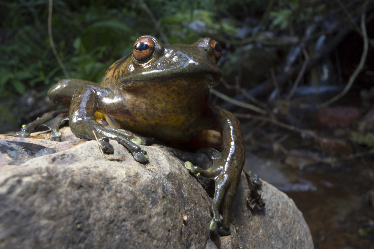 Boophis goudotiii frog