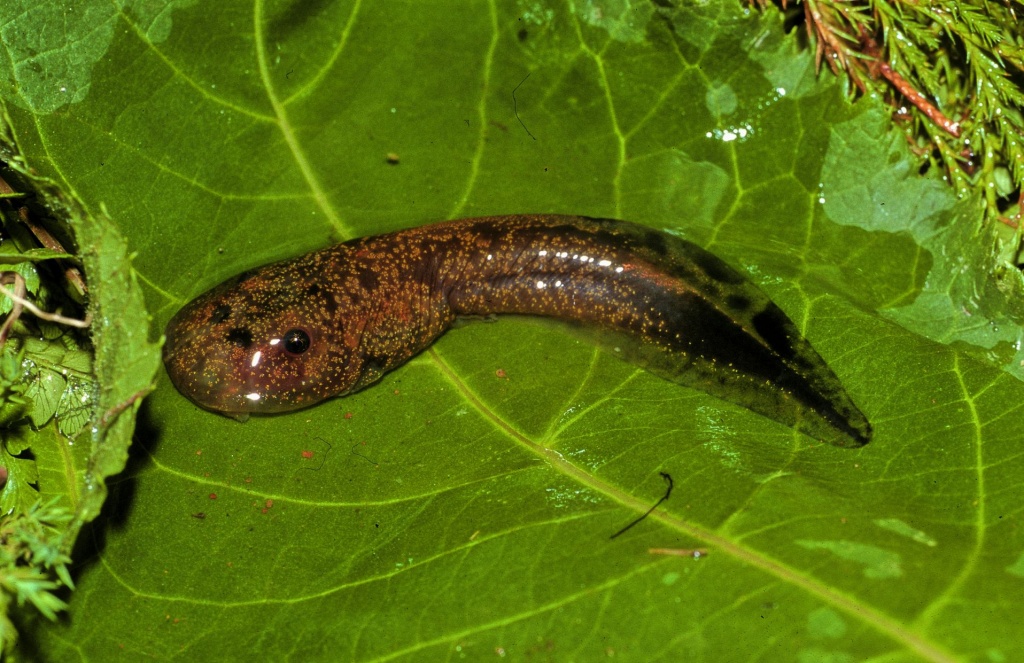 Williams’ Bright-eyed Frog tadpole