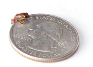 Juvenile Macaya breast-spot landfrog, Eleutherodactylus thorectes, a Critically Endangered species on a quarter in the Massif de la Hotte, Haiti