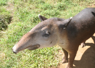 tapirs