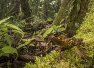 The Borneo Rainbow Toad, Ansonia latidisca, was rediscovered in 2011 after 87 years without trace. It was one of the top ten most wanted amphibians in the world during the Search for Lost Frogs.