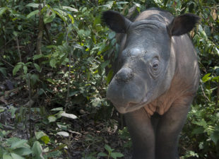 sumatran-rhino-calf