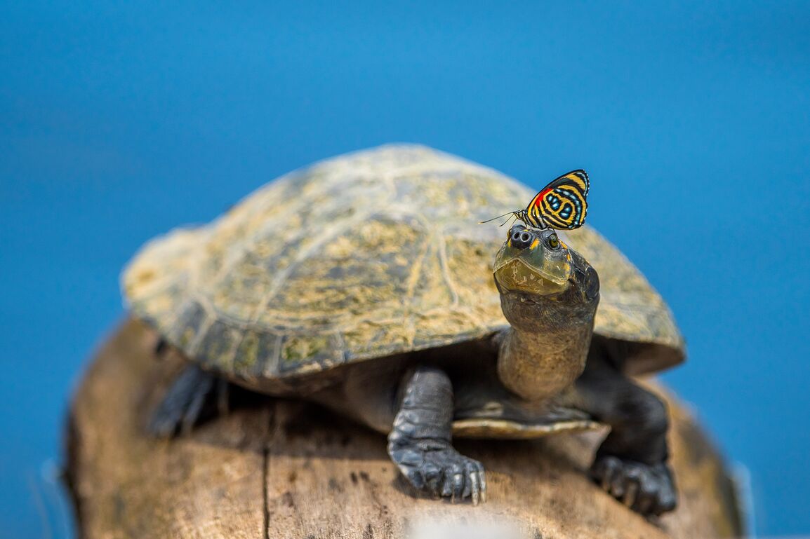 Turtle with butterfly