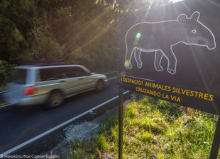 The Pan-American highway cuts through this vast wilderness and poses a serious threat to the tapir populaton. In 2015 alone, 9 tapirs were known to be killed after getting struck by vehicles. Signs along the roadway warn motorists of the risk of collisions with tapirs, but more must be done to mitigate the problem.