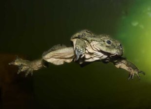 Titicaca-Water-Frog-swimming-Photo-by-Arturo-Muñoz