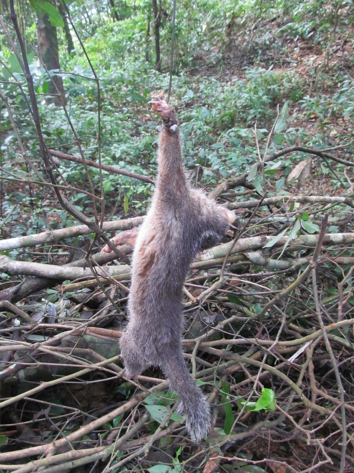 Ferret Badger caught in snare.