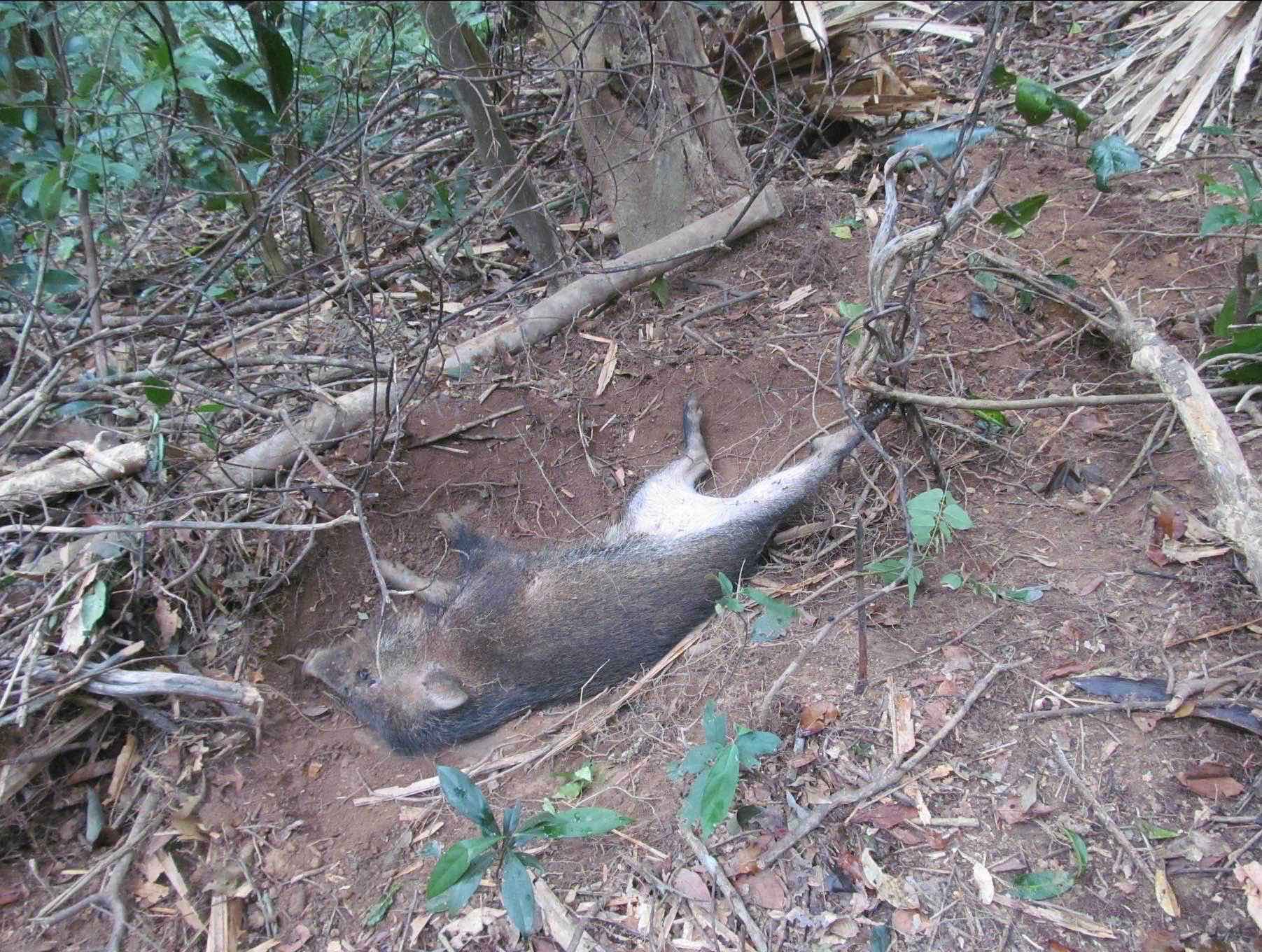 Wild Boar caught in a snare