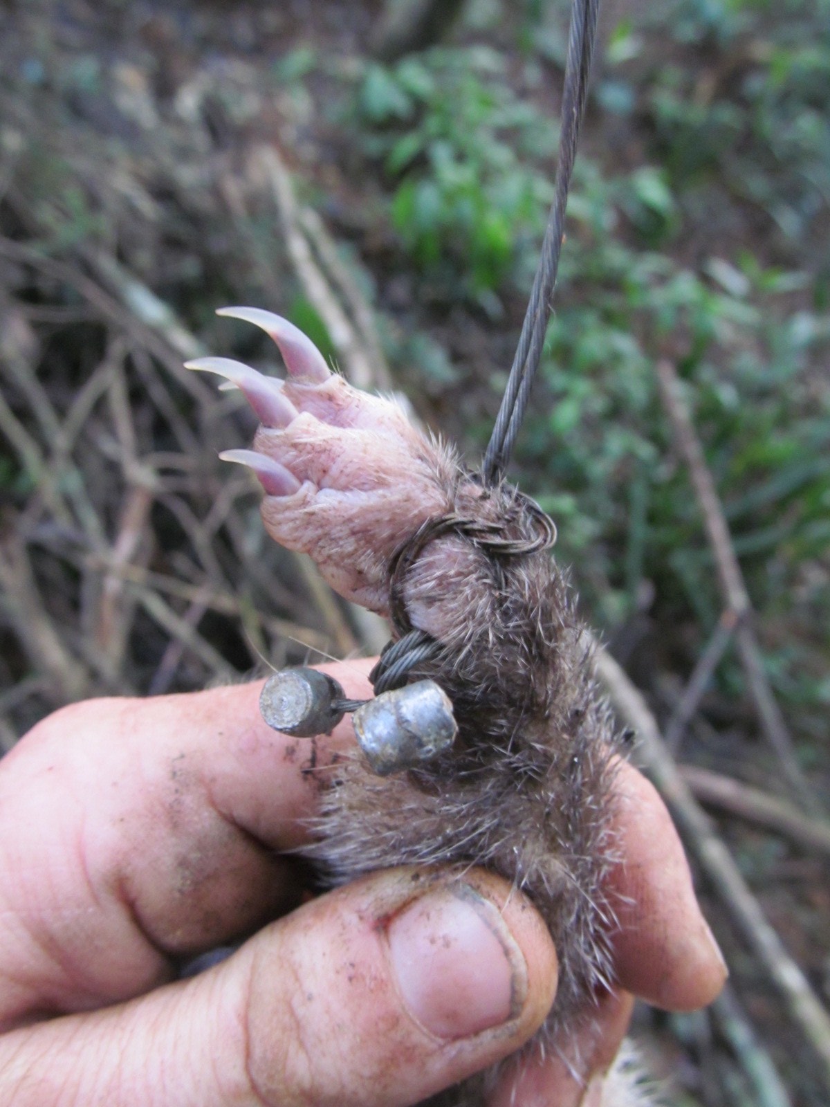 Snared paw of Ferret Badger.