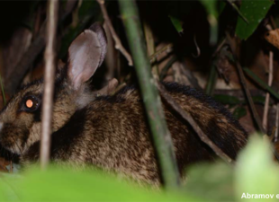 tiger-like-rabbit