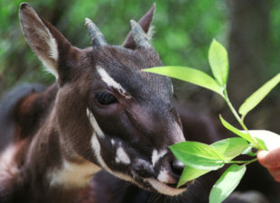 saola_endangered_species_hanoi_rtr_img