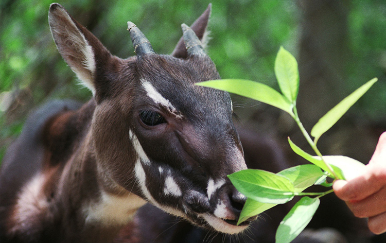 saola_endangered_species_hanoi_rtr_img.jpg