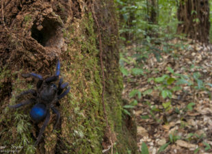 New species of tarantula from Makaduik falls, Guyana. World Wildlife Fund/Global Wildlife Conservation Biodiversity Assessment Team 2-Potaro Plateau