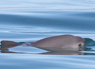 Vaquita in water