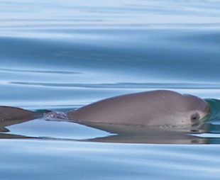 Vaquita in water