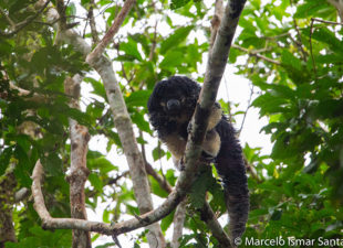 lost-saki-monkey