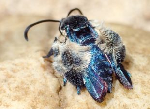 A blue clearwing moth