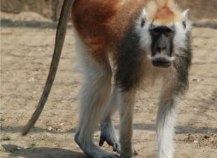 Adult-male-Erythrocebus-poliophaeus-Beijing-Zoo.-Courtesy-of-Jonas-Livet