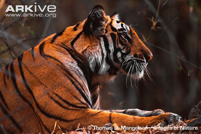 Bengal tiger