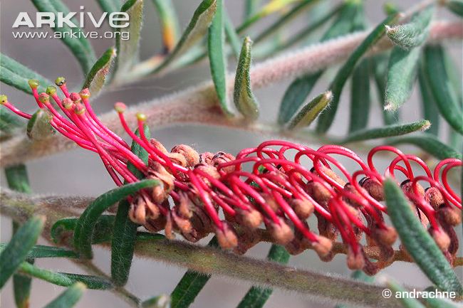 Caleys grevillea flowers
