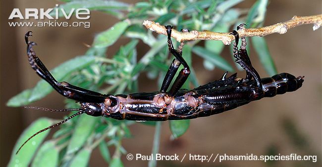 Male Lord Howe Island stick insect