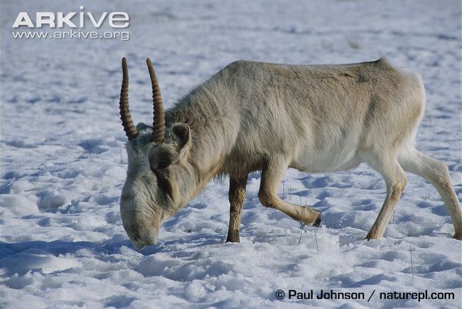 Male saiga antelope