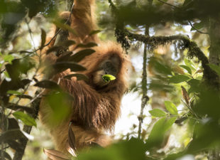 Tapanuli orangutan (Photo by Sumatran Orangutan Conservation Programme/Maxime Aliaga)
