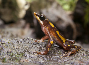 longnose-harlequin-frog