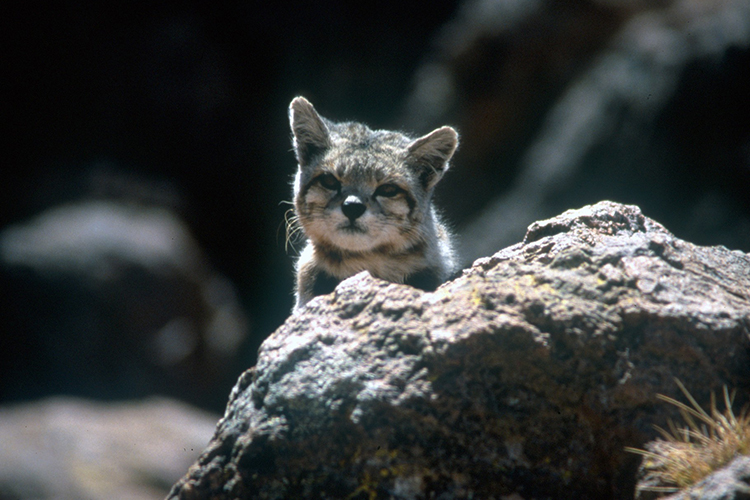 Ghost Of The Andes Materializes In Haunting Moment Global Wildlife Conservation