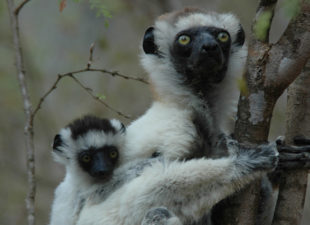 Verreaux's sifaka in Alluaudia spiny forest, Berenty, Madagascar, October 2005