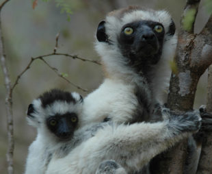 Verreaux's sifaka in Alluaudia spiny forest, Berenty, Madagascar, October 2005