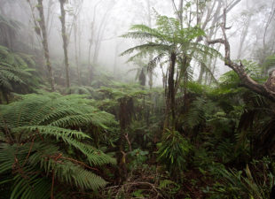 Cloudforest at around 1,600m in Macaya Biosphere Reserve on the Massif de la Hotte, Haiti