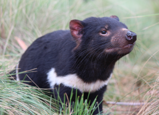 Tasmanian_Devil