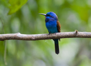 Blue-moustached-bee-eater-Photo-credit-David-Monticelli