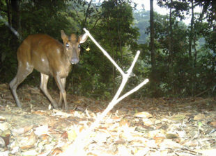 dark_muntjac