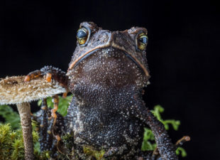 Cuchumatan Golden Toad