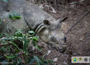 Javan-Rhino