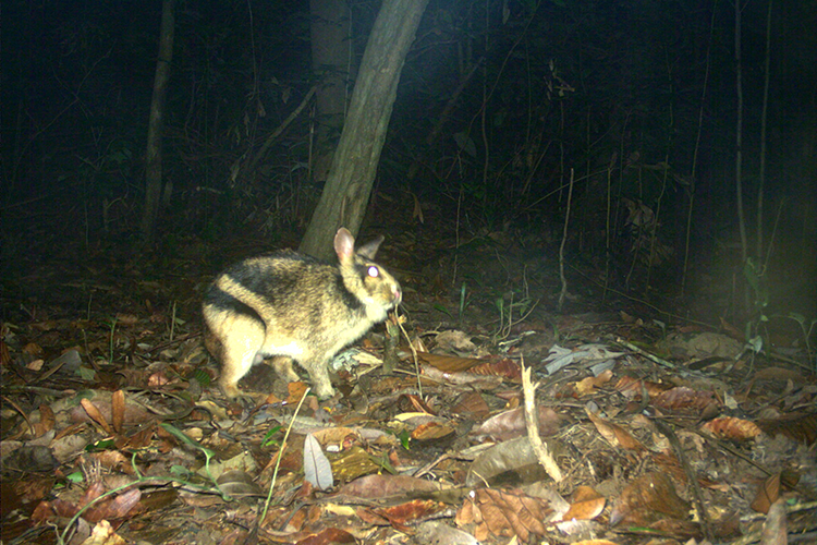 Researchers Hop To It To Study A Stunning Rabbit With Tiger Stripes Global Wildlife Conservation