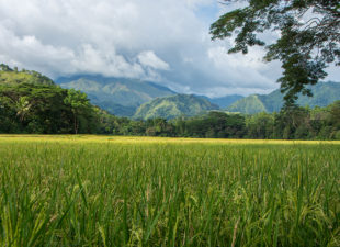 wildlands landscape