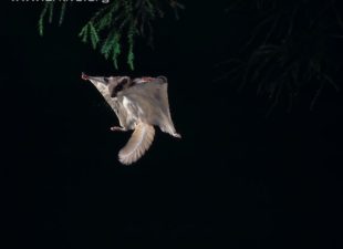 Northern Flying Squirrel by Stephen Dalton via Arkive