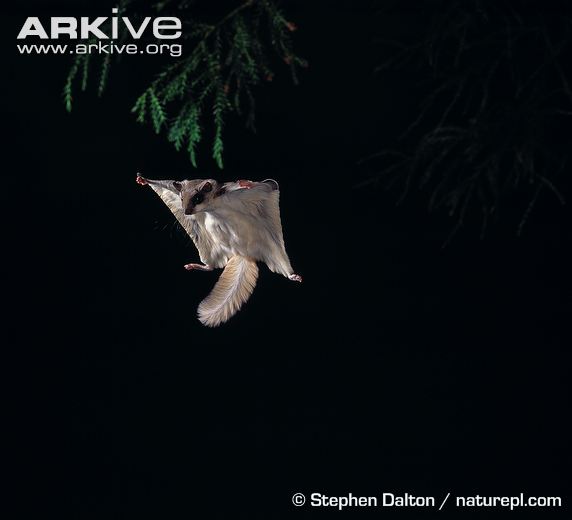 Northern Flying Squirrel by Stephen Dalton via Arkive