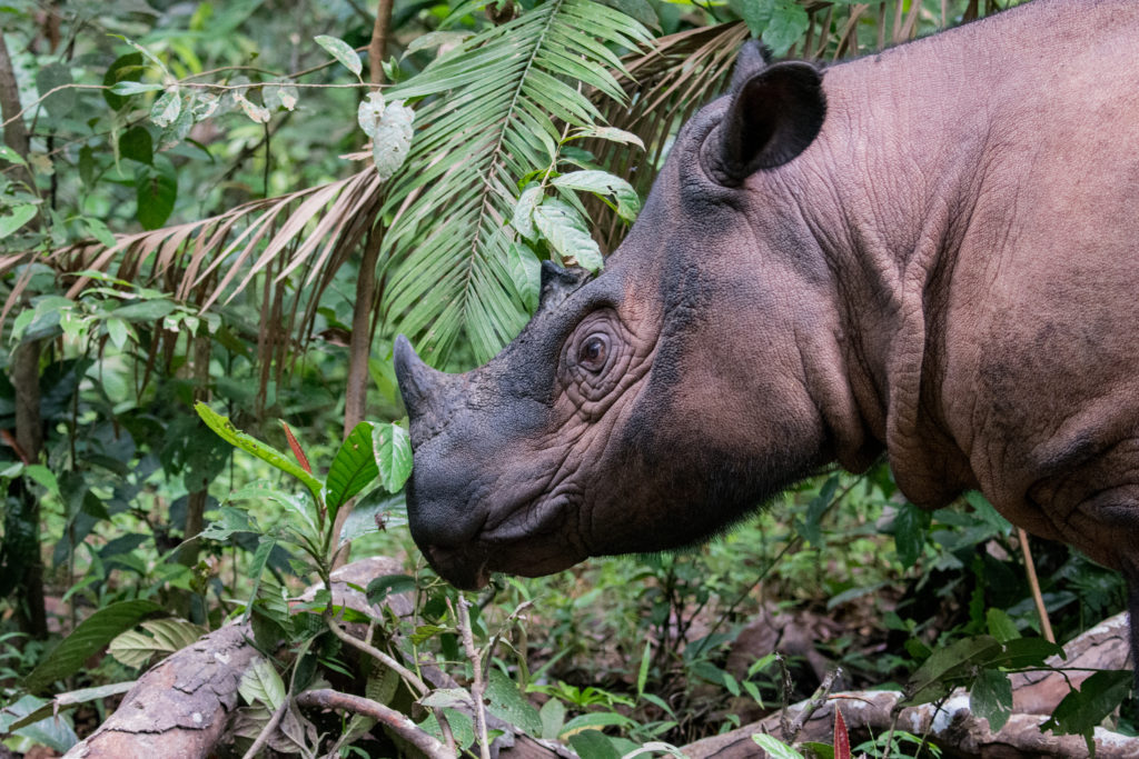 Sumatran Rhino enjoying a stroll