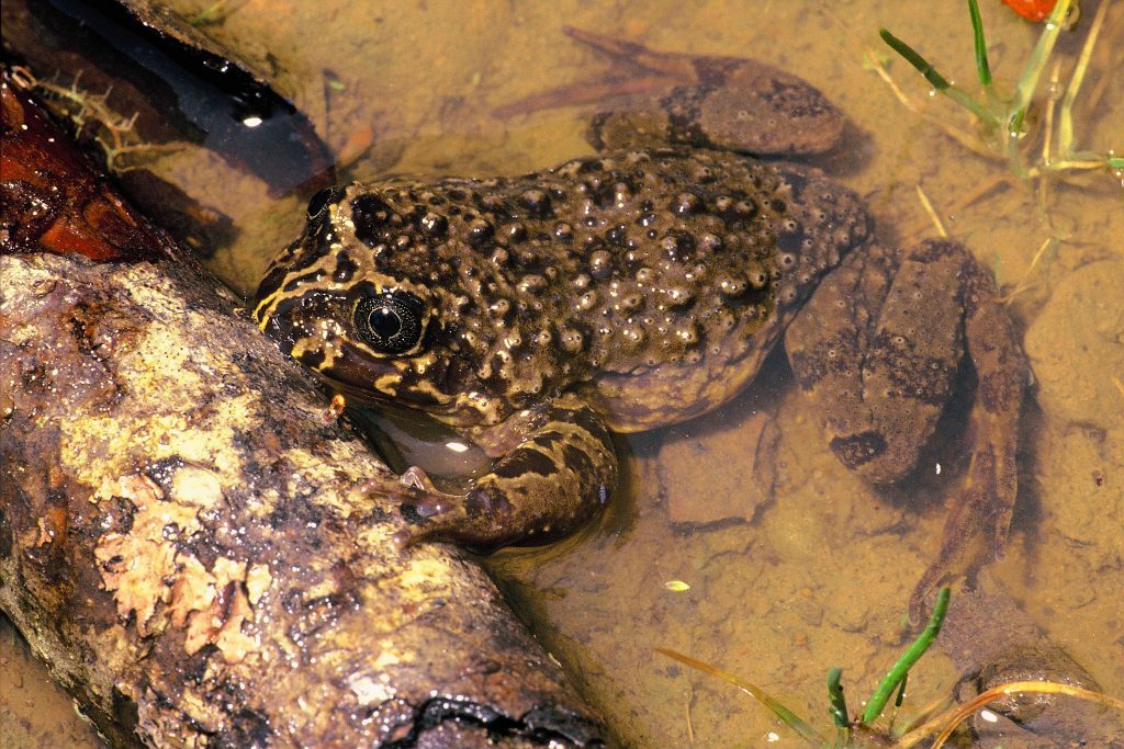 Telmatobius sibiricus is one of the seven other water frog species that De la Riva described. (Photo courtesy of Ignacio De la Riva)