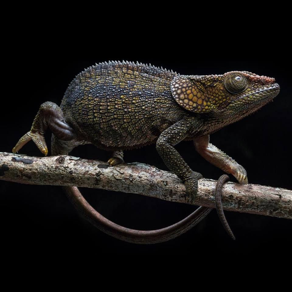 Short-horned Chameleon in Madagascar. (Photo by Robin Moore)