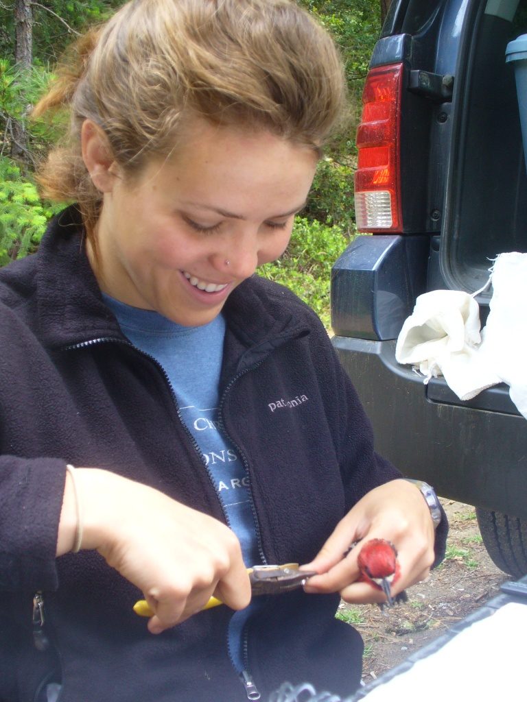 Banding a Red-bellied sapsucker in the Shasta-Trinity National Forest, California with the US Fish and Wildlife Service. The goal of bird monitoring in this area is to track the response of bird species in riparian habitats to the restoration activities that were part of the Trinity River Restoration Program. (Photo courtesy of Jennifer Luedtke)